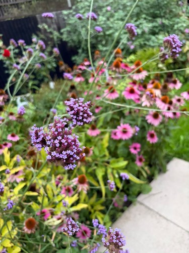 Verbena bonariensis purpletop - verbena, (purpletop