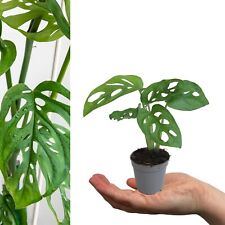 Monstera obliqua Monkey Mask in 5cm Pot - Mini Air Purifying Potted Indoor Plant