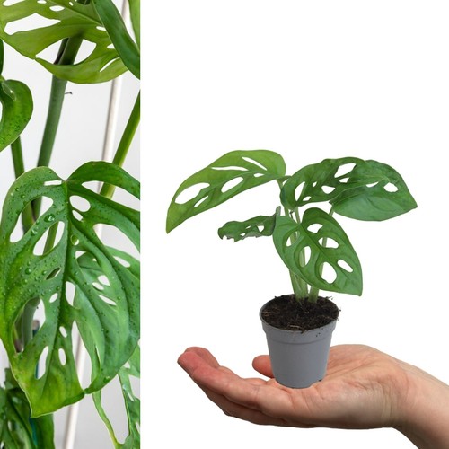 Monstera obliqua monkey mask - obliqua,