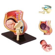 Life Size Human Pregnancy