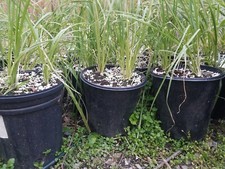 Cortaderia Pampas selloana