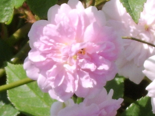 Apple blossom pale pink - -,