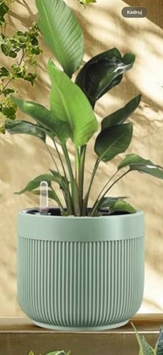 Amicera self watering ceramic - amicera,