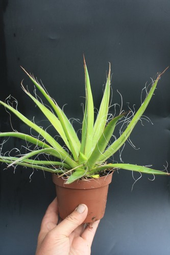 Thread agave filifera - thread, pot