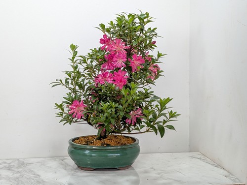 Satsuki azalea s trunk - azalea,