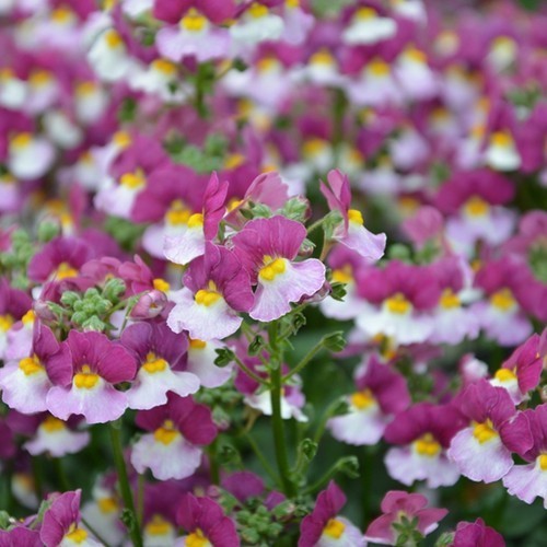Nemesia cassis plug plants - 3,