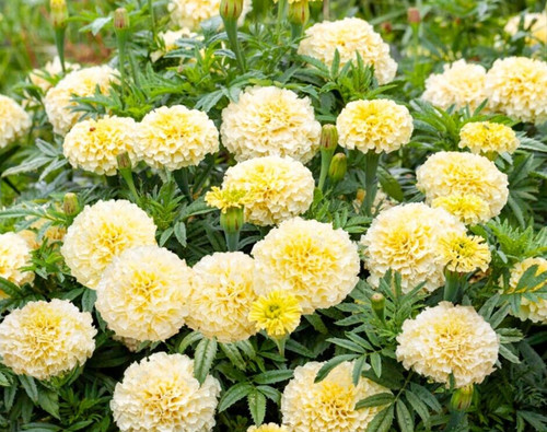 Tagetes erecta nana - , african