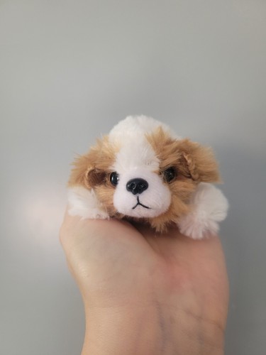 Russ petooties pets shih - petooties,
