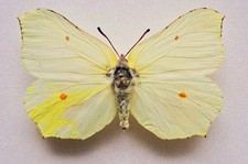 Gonepteryx Rhamni British