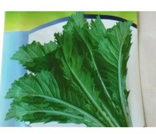 All Season Seeds Indian