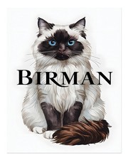 Elegant Birman Cat Wall Art