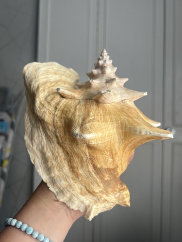 Queen conch shell - queen,