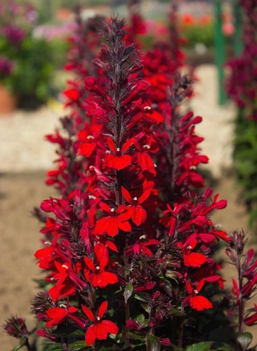 Lobelia cardinalis queen - lobelia,