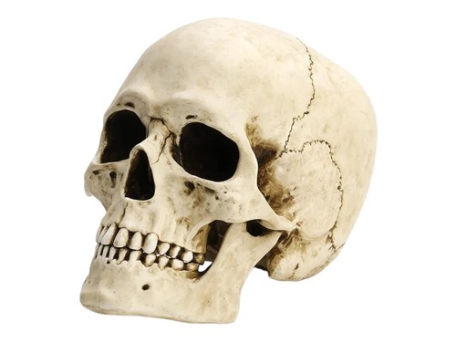 Human skull with movable jaw - human,