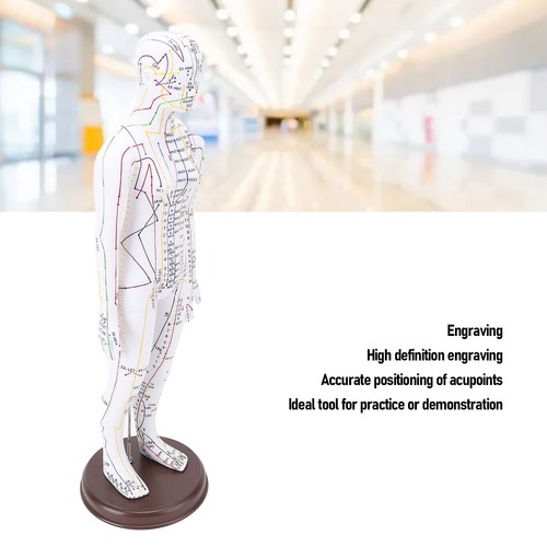Acupuncture model human - model, body