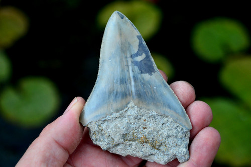 Mega megalodon shark tooth - megalodon,