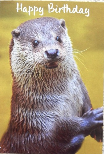 Beaver otter wildlife nature - otter,