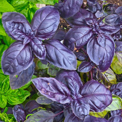 Basil purple plant culinary - purple,