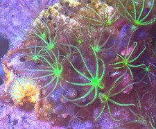 WYSIWYG Mushroom + Green Star