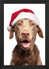 Chesapeake Bay Retriever Dog