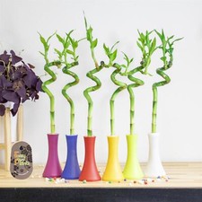 Lucky Bamboo Spiral evergreen