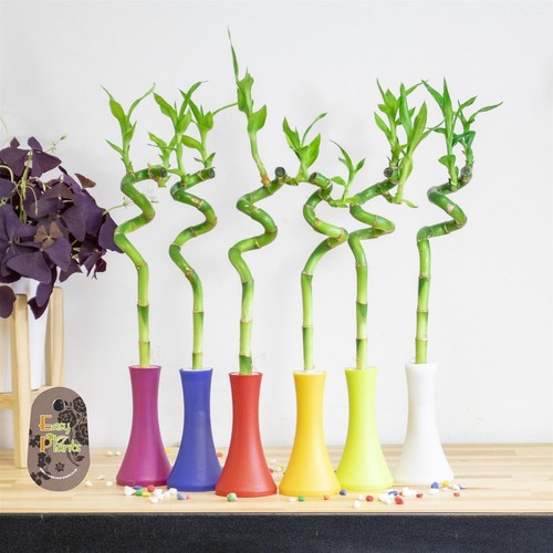 Lucky bamboo spiral evergreen - lucky,