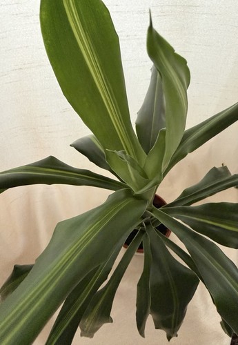 Air purifying houseplant - purifying,