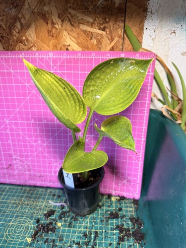 Hosta perennial plant - plant,