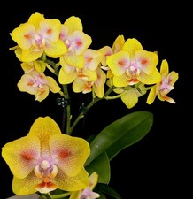Phalaenopsis Green Batman