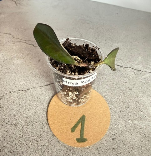 Hoya rosita rooted cutting - rosita,