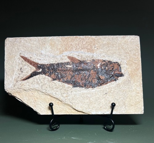 Knightia fossil fish on - ,