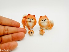 Cute Puppies family pomeranian