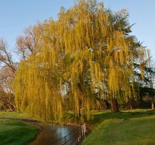 Salix babylonica - Weeping