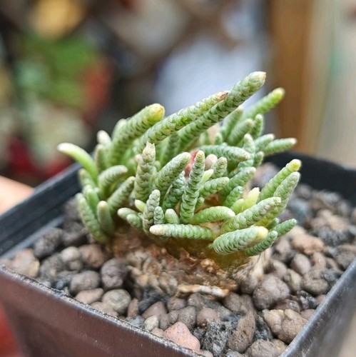 Avonia quinaria - quinaria, (rare)