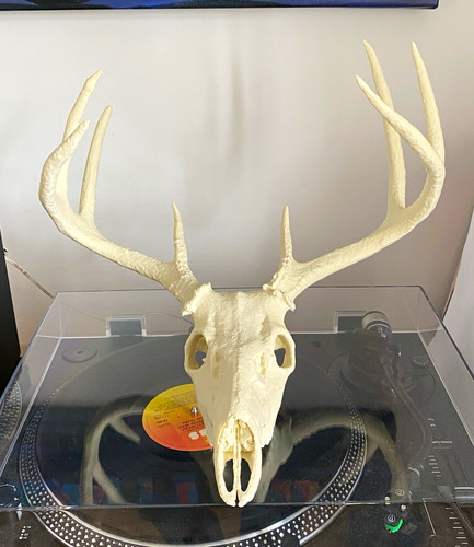 Large replica deer - deer, skull