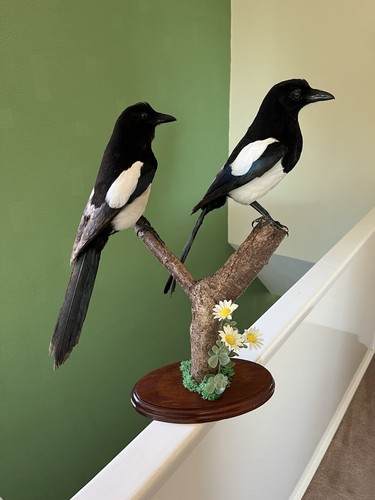 Taxidermy magpies two for - taxidermy,