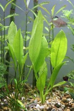Echinodorus Amazonicus 'Amazon