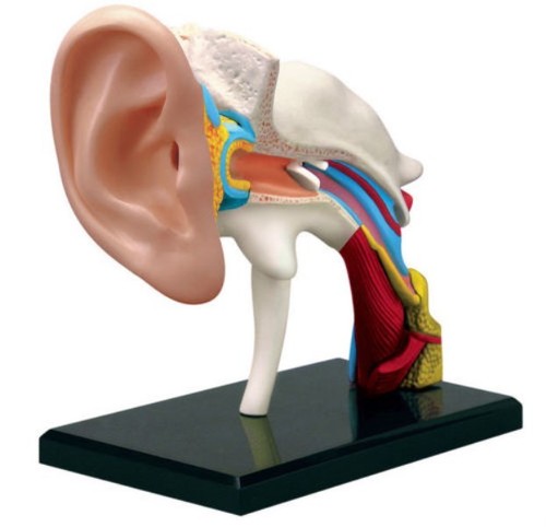 Parts human ear - parts, anatomy