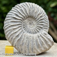 Vertebriceras Fossil Ammonite