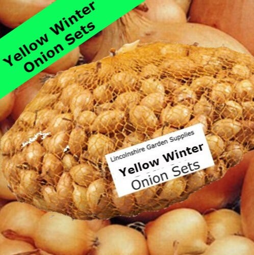 Autumn planting onion sets - planting,