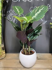 Prayer Plant Goeppertia