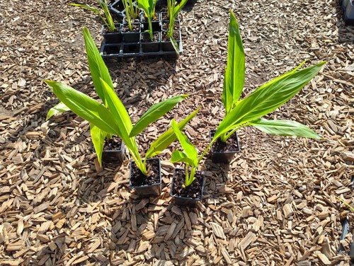 Ravenala madagascariensis 9 - -,