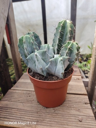 Pilosocereus cactus plant - ,