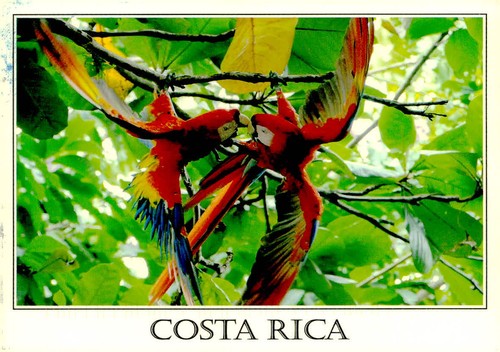 Vintage costa rica scarlet - vintage,