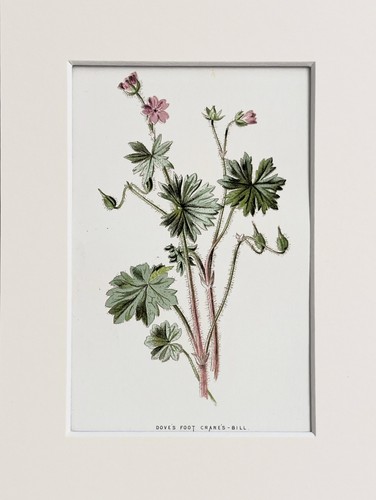 Dove foot cranesbill hulme - foot,