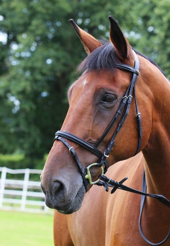 Gallop leather padded - gallop,