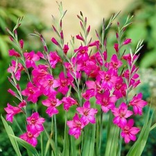 15x gladiolus byzantinus - gladiolus,