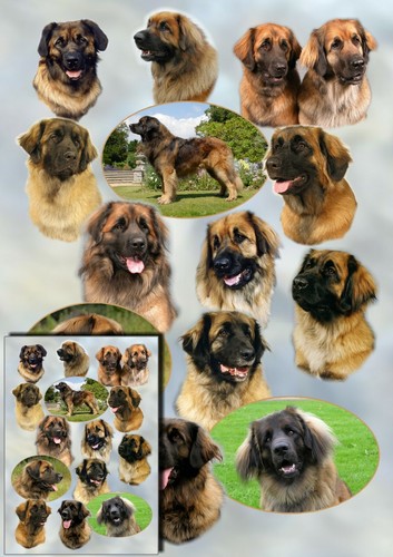 Leonberger dog gift wrapping - leonberger,