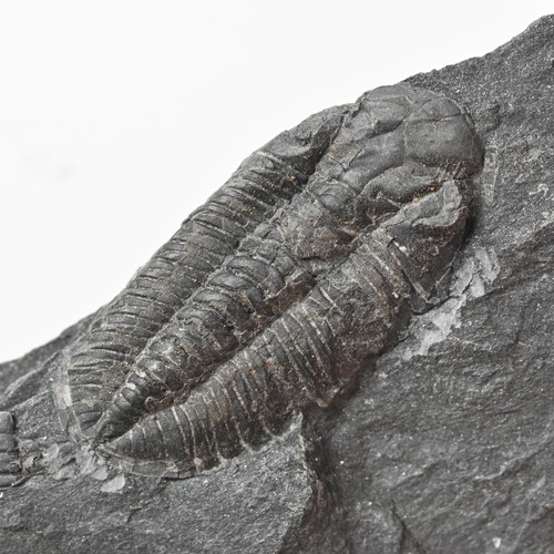 Trilobite phacopidina micheli - phacopidina,