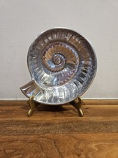 Solid Pewter Nautilus Shell